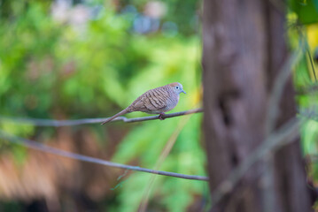 spotted dove sitting on electric wire in the city