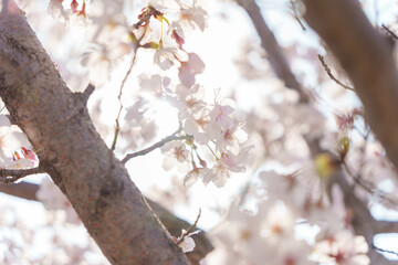 桜