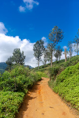 Highland tea plantations on the island of Sri Lanka.