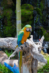 Blue-and-yellow Macaws [Ara ararauna] sitting on log.