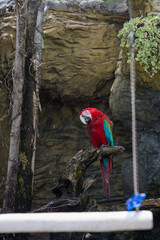 Scarlet Macaw sits in the jungle