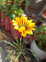 Gazania flower plant 
