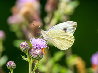 Large White Butterfly Feeding on Creeping Thistle