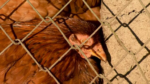 Chicken head close up, chicken taking sunbath behind wired fence