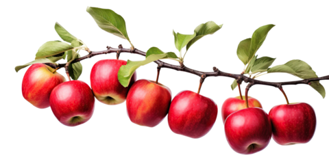 Branch of delicious red apples, cut out