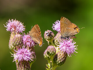 White-letter Hairstreak Feeding on Creeping Thistle