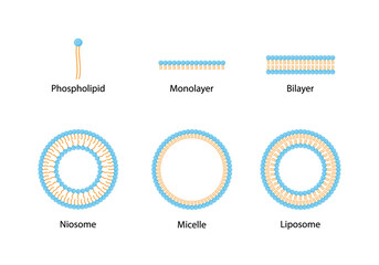 Liposome structure, phospholipid bilayer with hydrophilic head and hydrophobic tails. Niosome, single chain surfactant molecule (nonionic). Micelle, amphiphilic colloidal structure. Drug delivery.