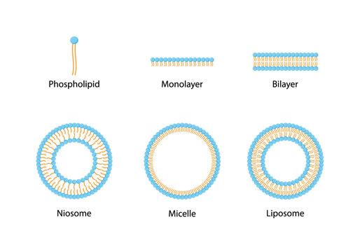 Liposome structure, phospholipid bilayer with hydrophilic head and hydrophobic tails. Niosome, single chain surfactant molecule (nonionic). Micelle, amphiphilic colloidal structure. Drug delivery.
