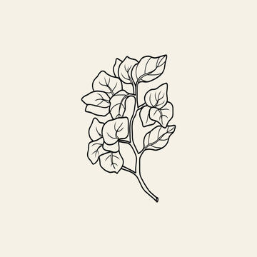 recommend clip art: Line art bougainvillea flower branch