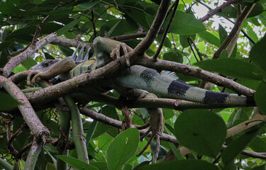 tailed lemur