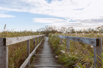 Obraz premium Passerelle de bois à Candillargues au milieu d'un étang en Camargue, sud de la France. 