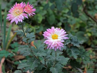 pink and white dahlia