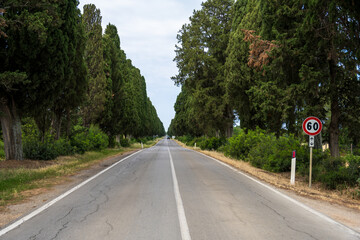 Sommer in der Toskana die längste Zypressenalle der Welt nach Bolgheri wird von Radfahrern gern...