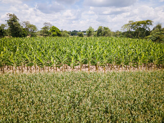 Fototapeta na wymiar papaya and banana corn cultivation near Villavicencio Meta, Colombia