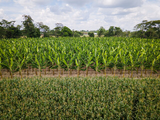 papaya and banana corn cultivation near Villavicencio Meta, Colombia