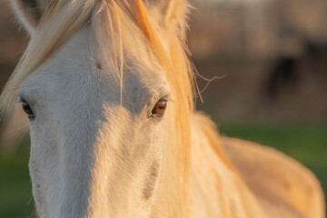 Gros plan d'un cheval blanc de Camargue dans le sud de la France. Chevaux élevés en liberté au milieu des taureaux Camarguais dans les étangs de Camargue. Dressés pour être montés par des gardians.	