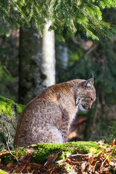Eurasian lynx indulges in a serene springtime grooming session, capturing the essence of relaxation and pristine wilderness beauty.