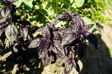 Purple basil leaves close up.  The plant is planted in the garden.  Concept of seasonal work in the...