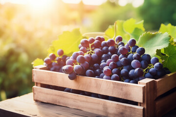 grapes fresh in wooden crate, blurred plantation background - obrazy, fototapety, plakaty
