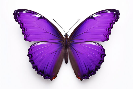 butterfly with purple wings, isolated on white background