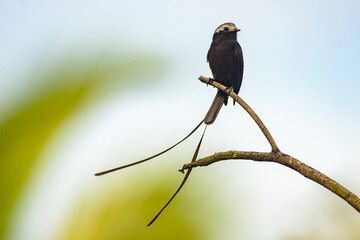 Long-tailed Tyrant - Colonia Colonus in Horquetas near Sarapiqui river, Costa Rica