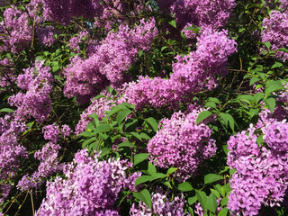 Obraz premium Blossoming purple lilac in the garden. Close-up. Nature background.