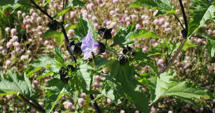 Nicandra physalodes | Shoo-fly plant - Apple of Peru - Apple of Sodom - Peruvian bluebell. Shrub with blue flowers bell-shaped, black inflated calyces and wavy green leaves on spreading branches