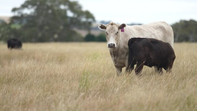 calf drinking milk from a cow in a field on a farm in australia