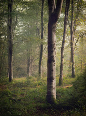 mist in the wood cornwall england uk 