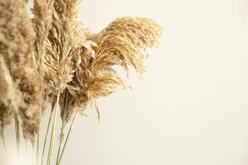 Dried pampas grass on beige background. Trendy home decor. Copy space.
