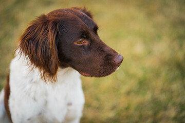 Munsterlander  Dog Breed brown with white animal 