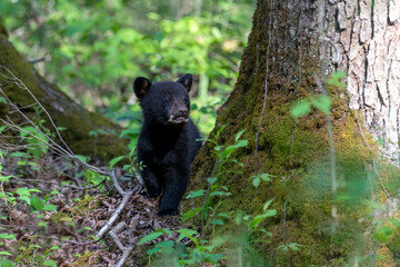 Black bear cub looking up into the tress © dfriend150