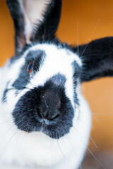 belgian butterfly rabbit, nice cute rabbit 