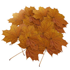 3D Rendered Pile of Autumn Leaves, Detailed Veins, Natural Pattern, 