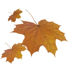 Maple leaf Transparent 3D Rendered Autumn Leaf 3D Illustration