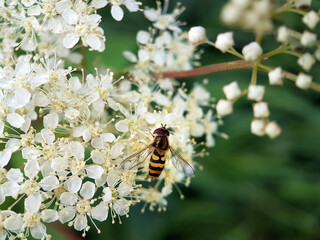 hoverfly on leaf