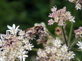 fly on a flower