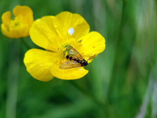 fly on a flower