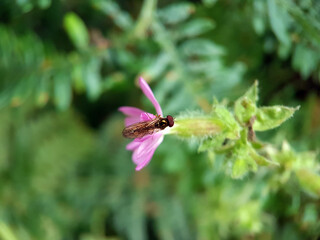 fly on a flower
