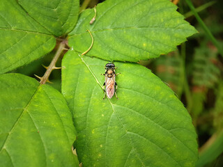 bug on leaf
