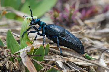 Black Oil Beetle - Meloe proscarabaeus feading on spring flowers in Devinska Kobyla Reserve, Slovakia