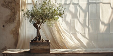  Olive tree in sunlight living inside the apartment