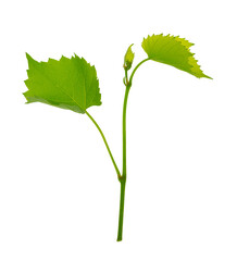Grape branch . Vine with green fresh leaves and tendrils. Grapevine. on transparent, png. green...