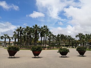 palm trees in the garden