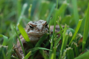 Toad in Grass