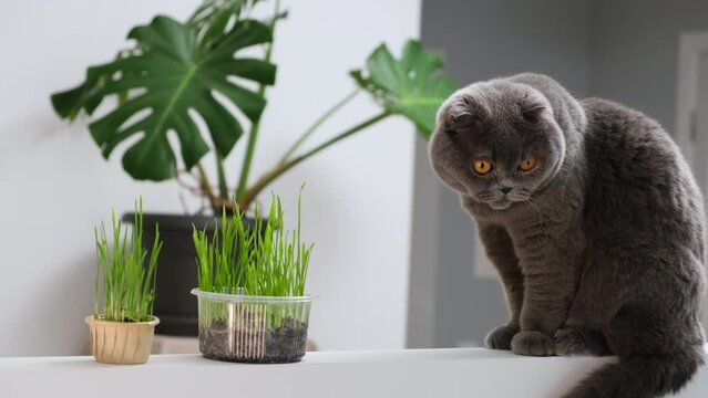 Scottish fold cat portrait on white background with green monstera indoor plant. British shorthair grey domestic cat eats green oat grass sprouts grown in flowerpot, vegetarian food for cat with vitam