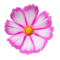 Fleurs de cosmos blanche et rose © hcast