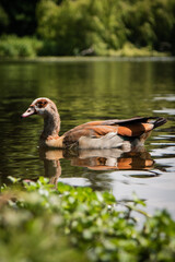 Egyptian goose swimming in a lake.