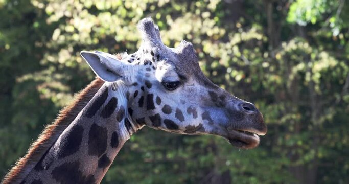 Rothschild's giraffe (Giraffa camelopardalis rothschildi) in close-up view.