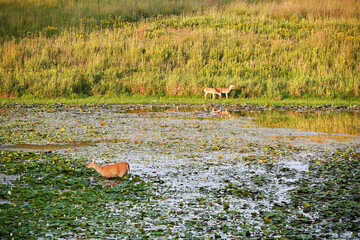 Doe and Fawns at Sunset